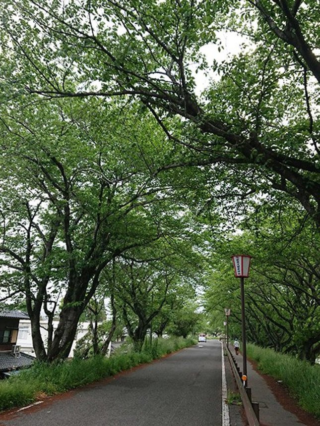 安八郡神戸町の輪中堤には約７００本の桜の木が植えられているという。遊歩道も整備されていて走りやすい＝同町瀬古