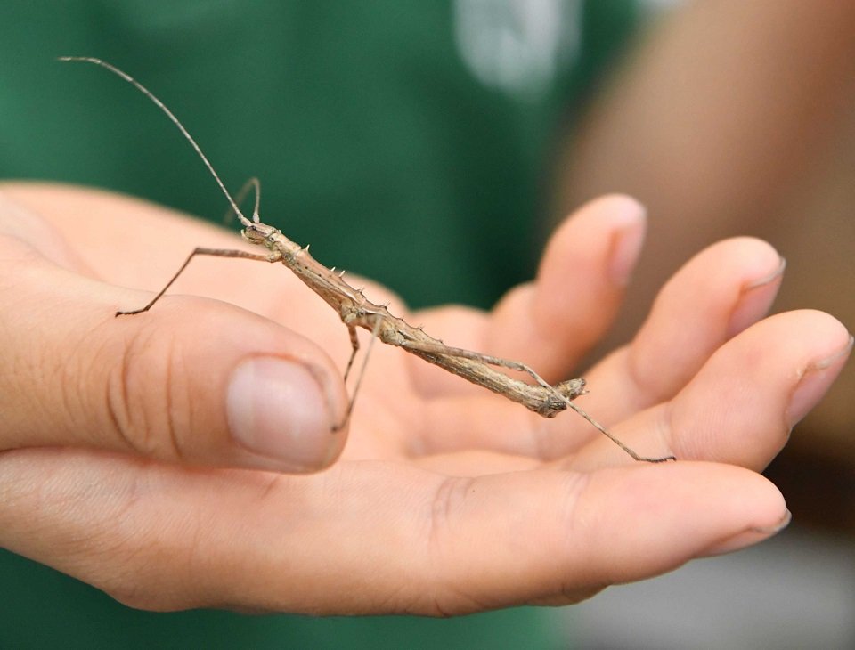 体長約４センチの雄のトゲナナフシ＝岐阜市大宮町、名和昆虫博物館