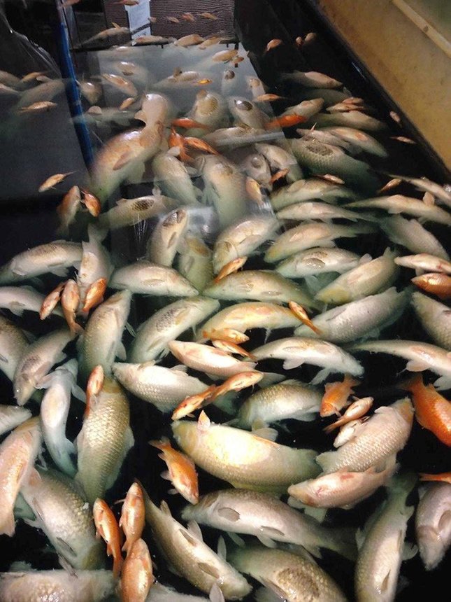 釣り堀の魚３０００匹死亡 苦しんだ魚にわびて 侵入盗が電気配線切断で酸欠か 岐阜 土岐市 岐阜新聞web