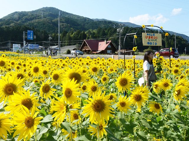 鮮やかに咲きそろう季節外れのヒマワリ＝池田町片山