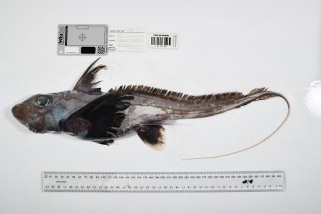 　オーストラリア北東部の「珊瑚海」で見つかったギンザメの仲間（Ｔｈｅ　Ｎｉｐｐｏｎ　Ｆｏｕｎｄａｔｉｏｎ―Ｎｅｋｔｏｎ　Ｏｃｅａｎ　Ｃｅｎｓｕｓ／ＣＳＩＲＯ提供）