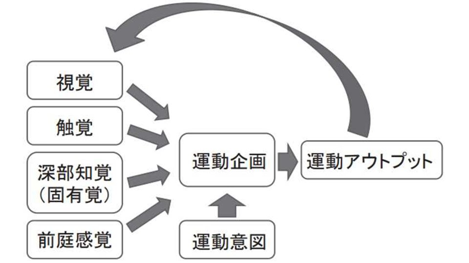 協調運動の要素とその関係（若宮英司：ＬＤとＤＣＤ、視覚情報処理障害　児童青年精神医学とその近接領域　２０１７，５８（２）；２４６－２５３より引用）