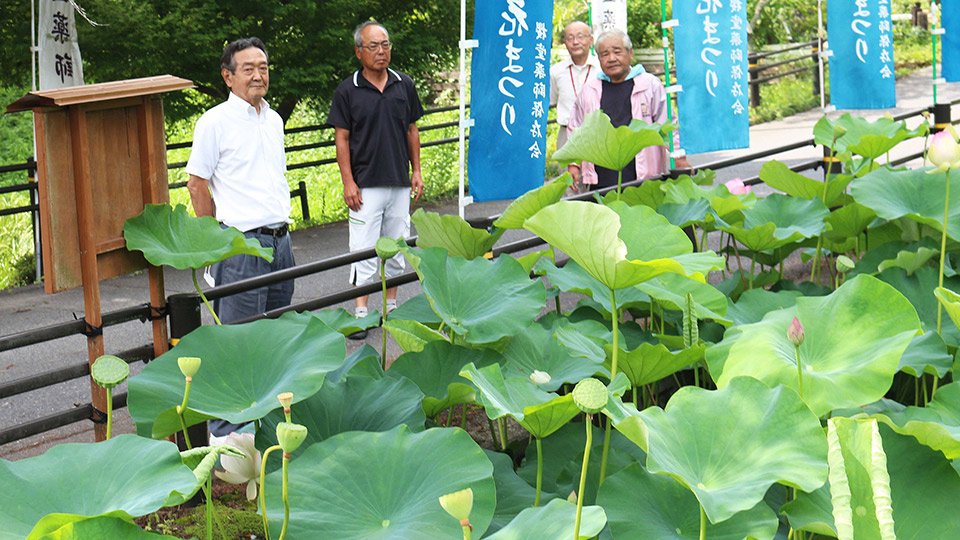 桜堂薬師のハス池。現在植えられているのは中津川市阿木から苗を分けてもらって育てた５種類の花ハス。保存会のメンバーらで管理している＝瑞浪市土岐町