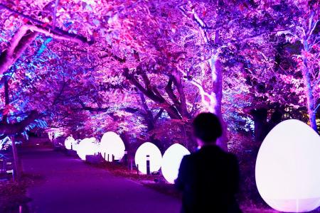 　内覧会が開かれた野外アート展「チームラボ福岡城跡光ノ祭」＝２８日、福岡市