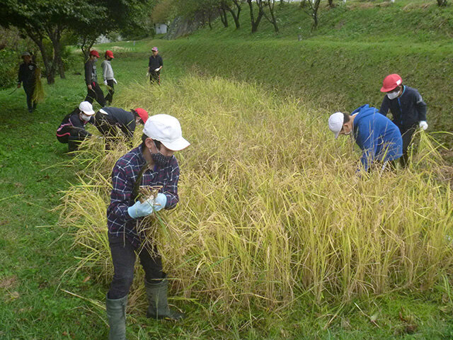 稲刈りに汗を流す児童＝同市山口