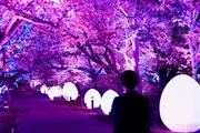 　内覧会が開かれた野外アート展「チームラボ福岡城跡光ノ祭」＝２８日、福岡市