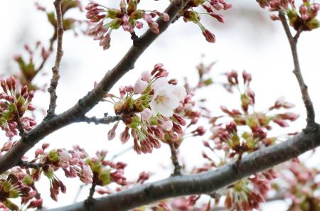 　札幌市の札幌管区気象台で開花したソメイヨシノ＝２３日午後