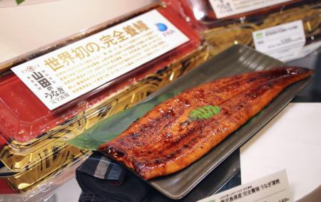 　完全養殖ウナギのかば焼き