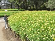 見頃を迎えている薄い黄のレモンブライト