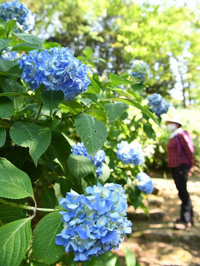 見頃を迎えたアジサイ＝美濃加茂市山之上町、みのかも健康の森