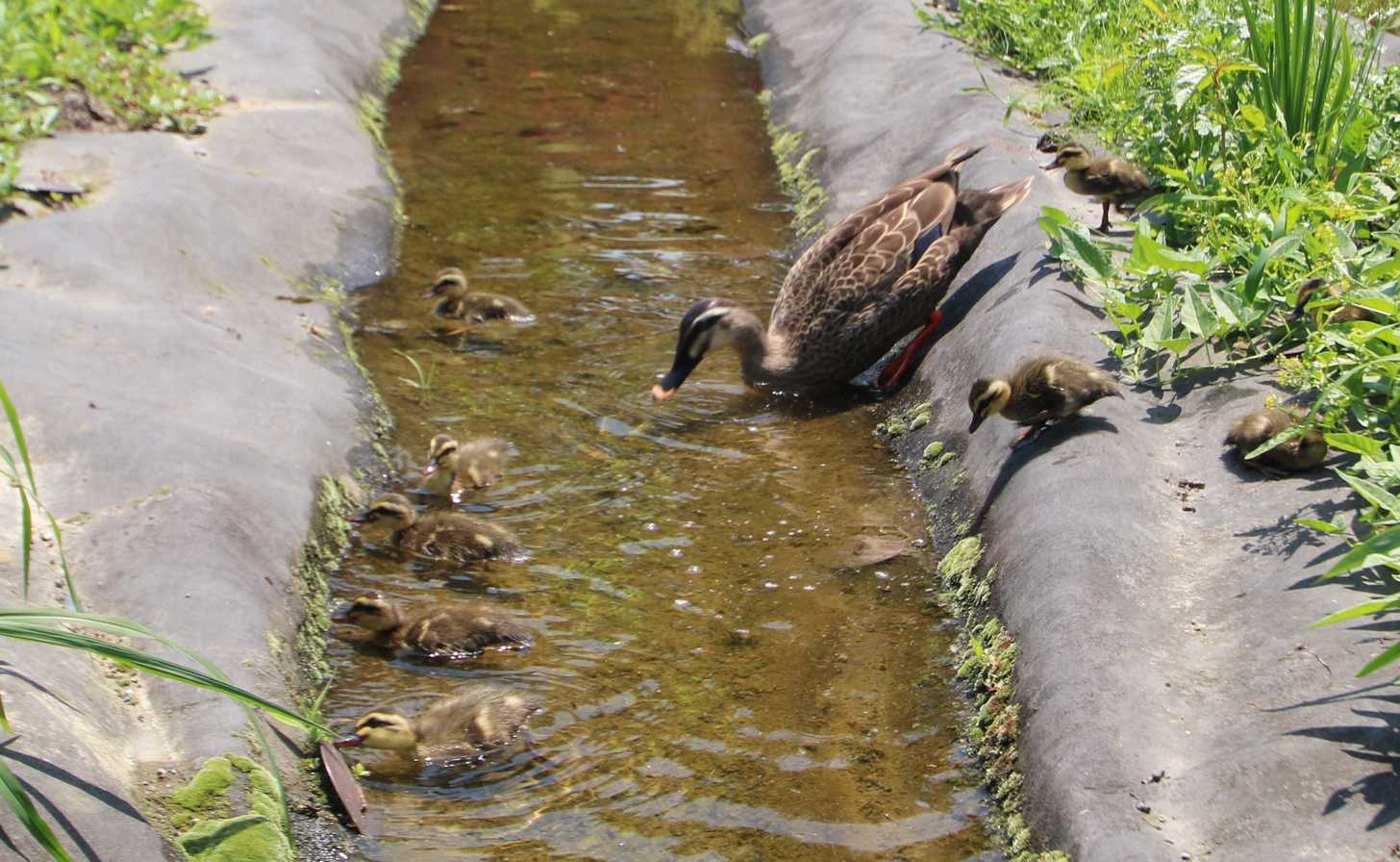 ハナショウブが咲く人工池に現れたカルガモの親子＝岐阜県神戸町前田、ばら公園いこいの広場