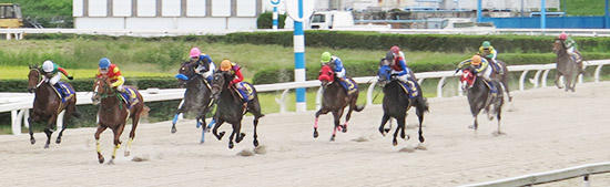 岐阜金賞ゴール前の熱戦。勝ったドリームズラインを追う２着アペリラルビー（左から４頭目）