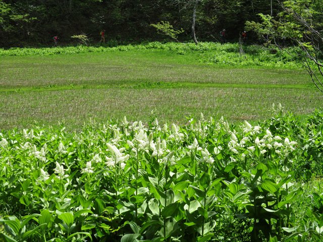白い花をつけたコバイケイソウが彩る湿原＝飛騨市河合町天生、天生県立自然公園