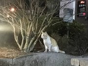 にゃんすけとの最初の出会い＝中津川市