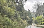 今季の営業を開始した伊吹山ドライブウェイ＝不破郡関ケ原町玉