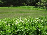白い花をつけたコバイケイソウが彩る湿原＝飛騨市河合町天生、天生県立自然公園