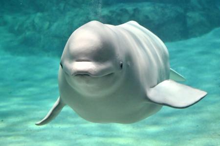 　妊娠したベルーガの「ナナ」（名古屋港水族館提供）