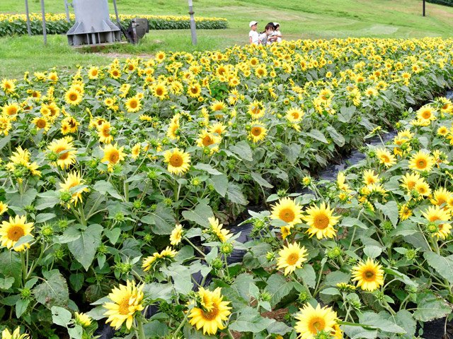 一面に咲き誇り、ゲレンデを夏色に染めるヒマワリ＝高山市丹生川町久手、ほおのき平スキー場