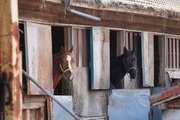 厩舎で出走を待つ競走馬＝笠松町若葉町