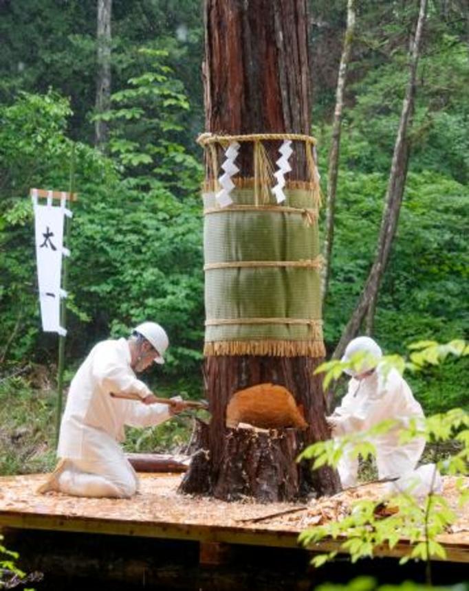 　伊勢神宮の式年遷宮に向け、「三ツ緒伐り」の技法で伐採されるご神木＝３日午後、長野県上松町の木曽谷国有林