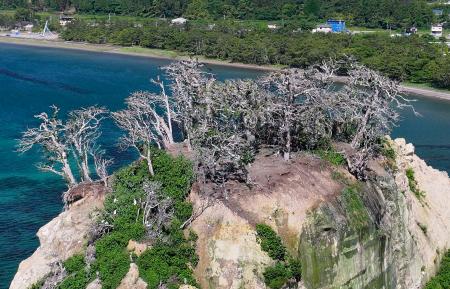 　石川県珠洲市の見附島。白っぽい枯れ木が目立つ＝６月１７日（ドローンから）