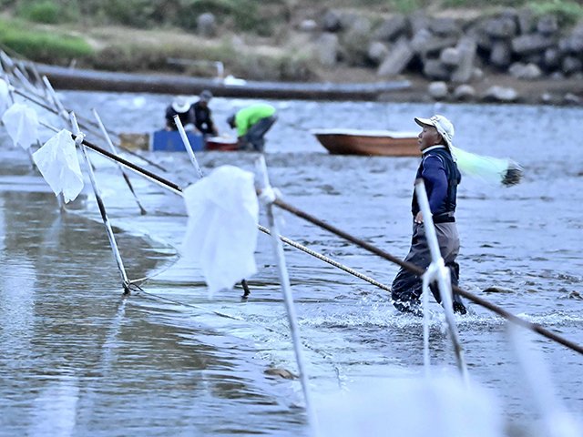 瀬張りの仕掛けの前で投網を放つ漁協組合員＝１８日午後５時２６分、岐阜市の長良川