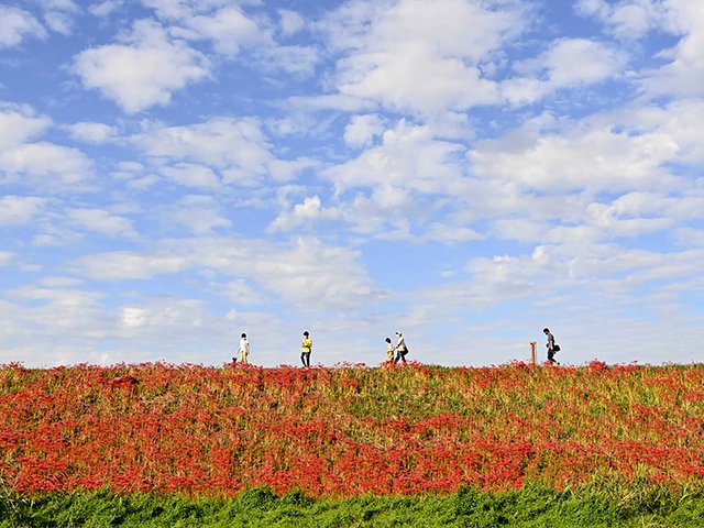 秋晴れの下、ヒガンバナが満開の堤を歩く人たち＝２０日午後３時２３分、海津市南濃町、津屋川堤