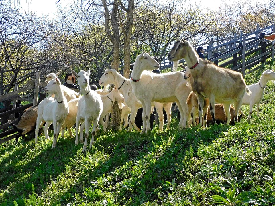 緑地斜面を歩き回り雑草を食べるヤギ＝美濃加茂市中部台、さくら広場