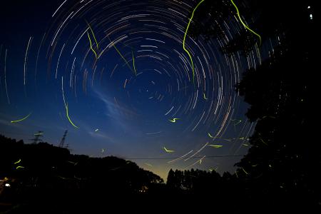 　福島県大熊町大川原地区で飛び交うホタル。満天の星の下、緑色の光跡を描いていた＝１９日夜（長時間露光の画像を比較明合成）