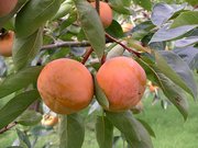 美しく色づいた富有柿。将来は見られなくなる可能性もある（県提供）