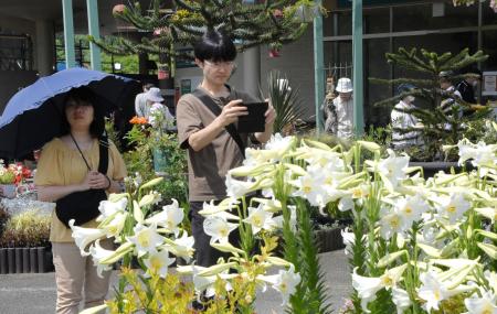　「とっとり花回廊」で見頃を迎えたユリを楽しむ来場者＝７日午前、鳥取県南部町
