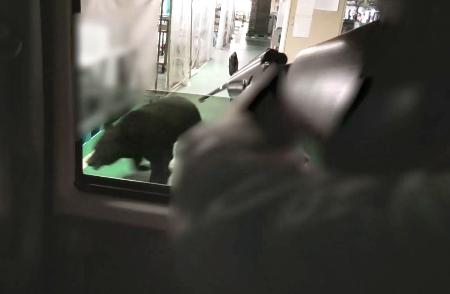 　福島市の工場内を走り回るクマ。手前は麻酔銃を向けるハンター＝６月２日（福島市提供）
