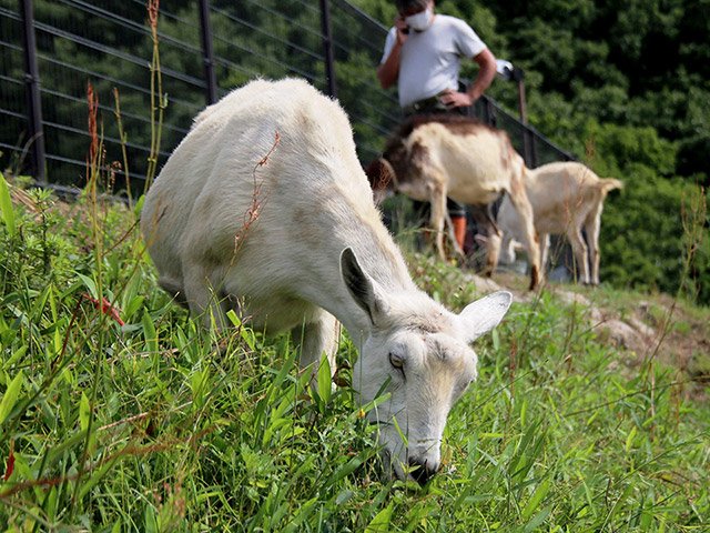 雑草を黙々と食べるヤギ＝可児市東帷子、帷子地区センター