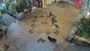 　宇都宮市内の商店街を走り抜けるクマ＝７日午前２時２０分ごろ（宇都宮オリオン通り商店街振興組合提供）