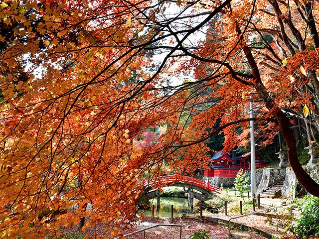一面の紅葉に覆われた飛騨東照宮境内＝高山市西之一色町
