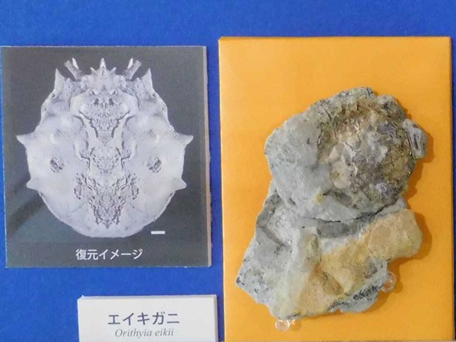 エイキガニの化石（右）と復元イメージ＝瑞浪市明世町、市化石博物館