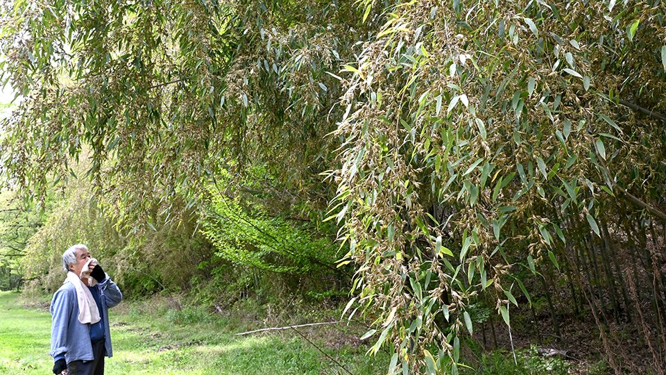 日本：120年ぶりに一種の竹が開花しようとしているが、大惨事になる可能性がある