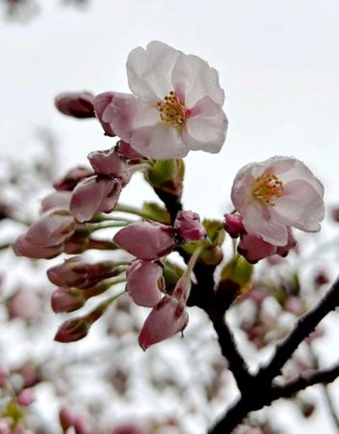 　北海道松前町の松前公園で開花したソメイヨシノ＝２０日午前