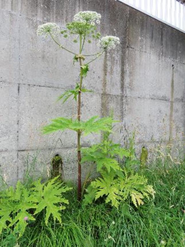 　札幌市内のサイクリングロード付近で見つかった、バイカルハナウドの可能性が疑われる植物（同市提供）