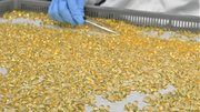 宝石のように輝くソフトカプセル。現代人の健康を支えている＝大垣市荒尾町