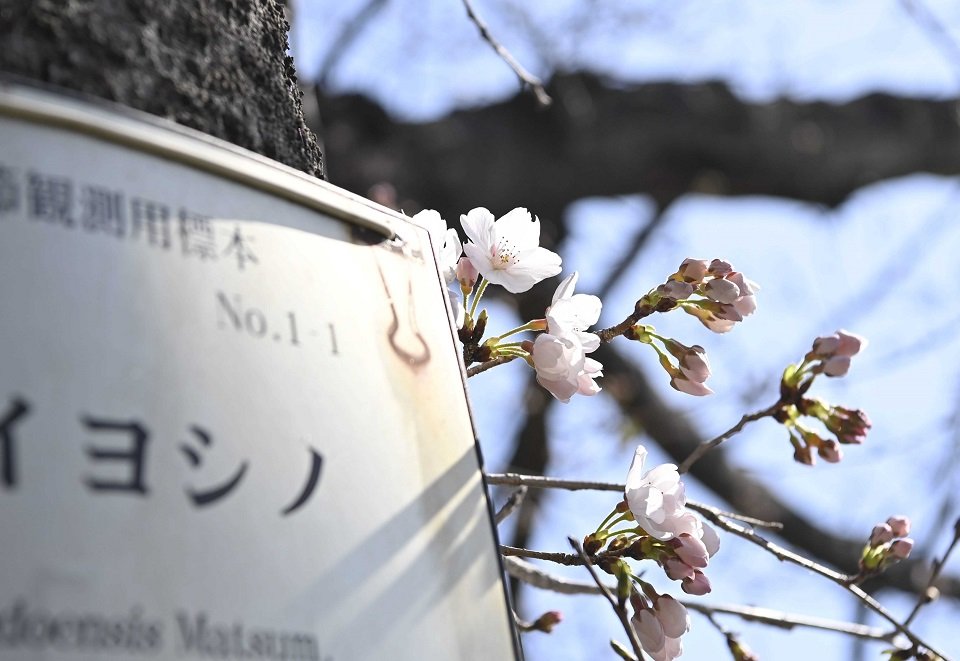 桜の開花が観測された標本木＝１６日午前１０時５９分、岐阜市加納天神町
