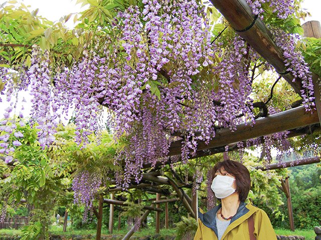 多くの花をつけ、見頃となったフジ＝飛騨市古川町上気多、安望藤園