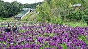 紫や白の花を咲かせ、見頃を迎えたハナショウブ＝土岐市泉町久尻、織部の里公園