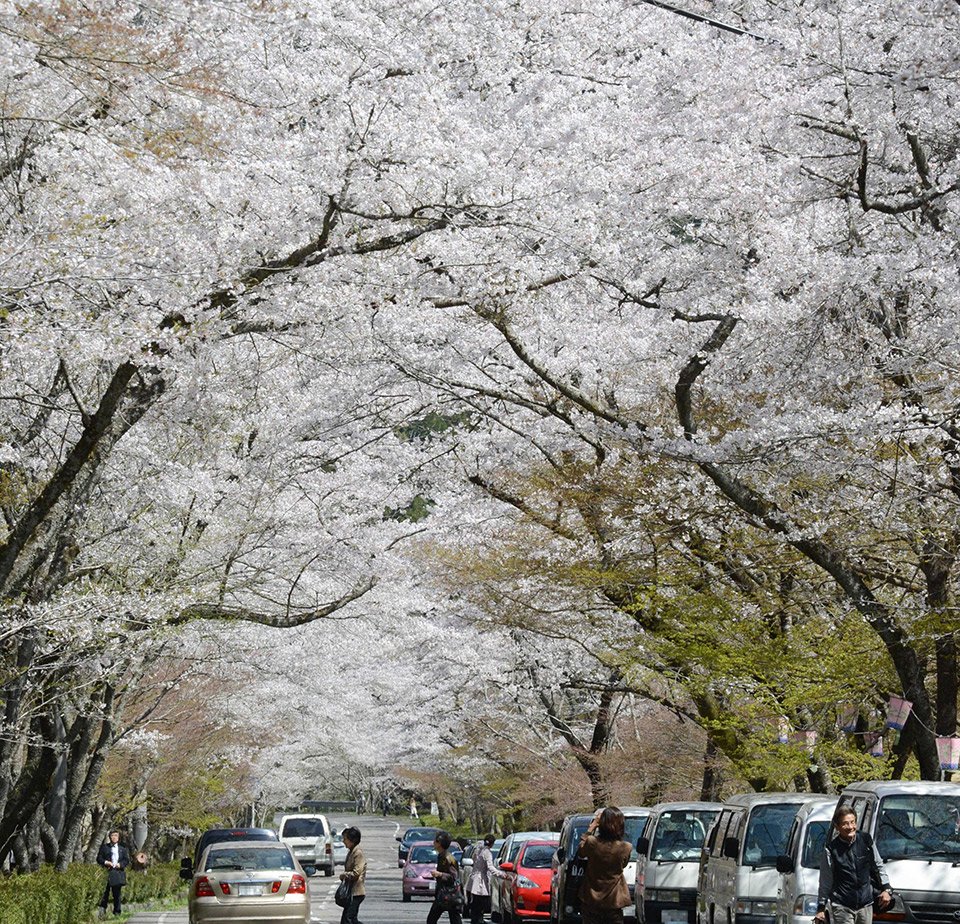 大勢の観光客でにぎわう桜のトンネル＝２０１３年４月、関市武芸川町谷口、寺尾ケ原千本桜公園