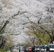 大勢の観光客でにぎわう桜のトンネル＝２０１３年４月、関市武芸川町谷口、寺尾ケ原千本桜公園