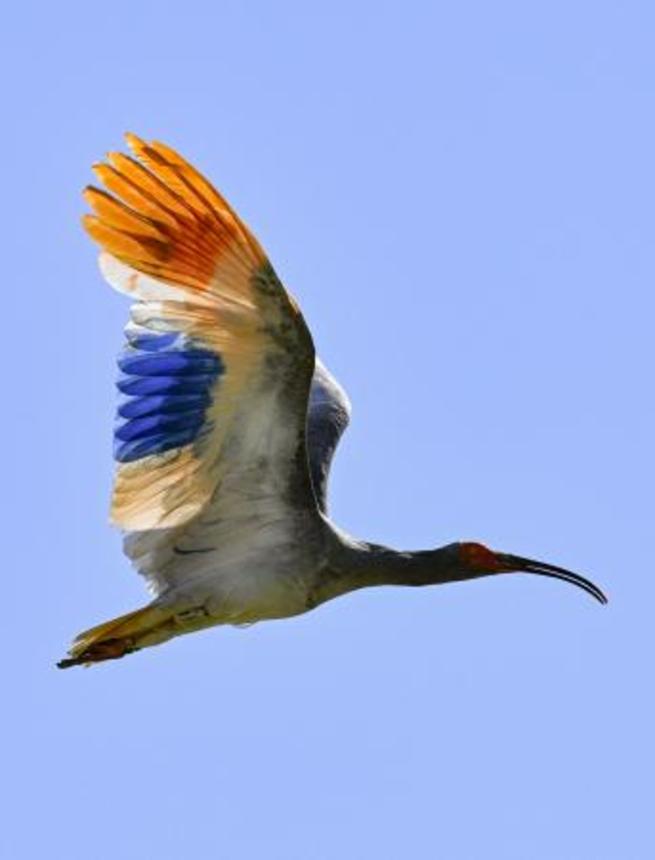 　放鳥されたトキ＝５月、石川県羽咋市