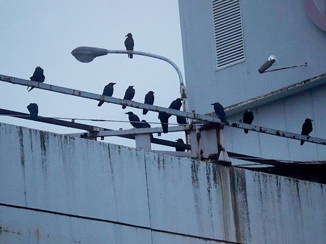 ビルの屋上に密集するカラス＝２日午前５時３０分、岐阜市金町