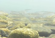 群れで上流に向かう遡上鮎＝１８日、岐阜市江口、長良川