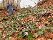 イワウチワが群生する斜面。淡いピンクの花を咲かせる＝１５日午後、岐阜県飛騨市神岡町小萱