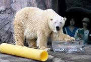 　プレゼントされた氷に触れるホッキョクグマ＝２５日午前、北海道旭川市の旭山動物園